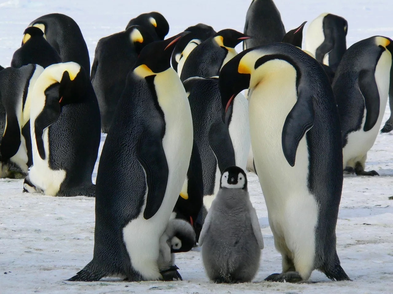 Pinguins