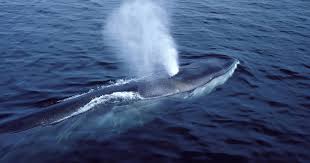 Baleia