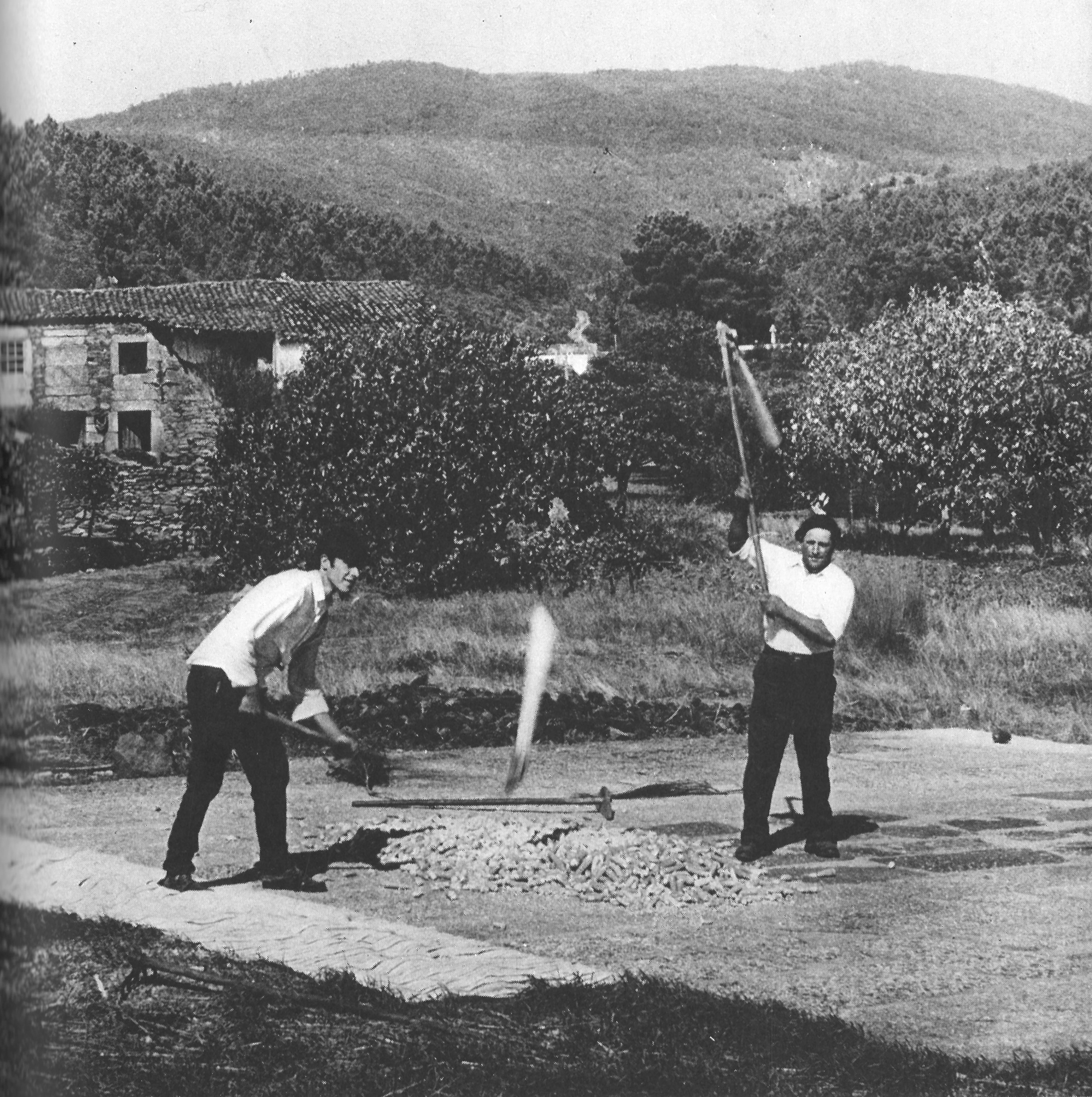 Debulha Milho Mangual