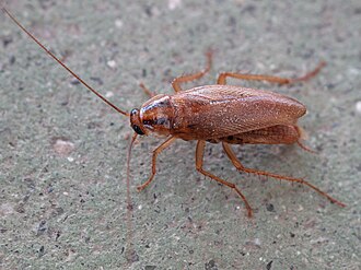 Blattodea. Cascuda. Santiago De Compostela 1